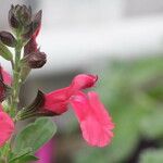 Salvia × jamensis Цветок