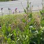 Cirsium monspessulanum आदत