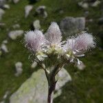 Antennaria dioica 花