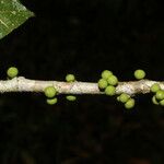 Ficus citrifolia Vrucht