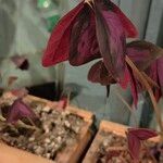 Oxalis triangularis花