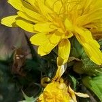 Scolymus hispanicus 花