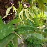 Prosthechea cochleata Fleur