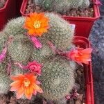 Rebutia heliosa Flower