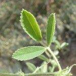 Medicago scutellata Blad