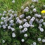 Globularia cordifoliaFlower