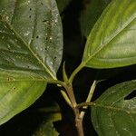 Amaioua pedicellata 葉