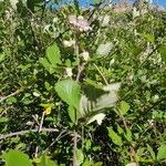 Rubus ulmifoliusKvet