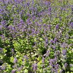 Nepeta grandiflora Blodyn