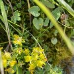 Saxifraga aizoides Квітка