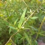 Symphyotrichum cordifolium Blad