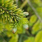 Abies nordmanniana Fuelha