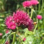 Cirsium rivulare Fula