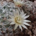 Mammillaria nana Lorea
