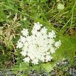 Daucus carota Flower