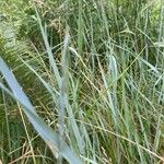 Elymus pungens Fruit