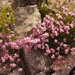 Dianthus subacaulis Habitus