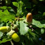 Quercus robur Fruit