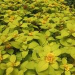 Lysimachia congestiflora Folha