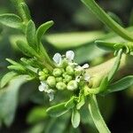 Lepidium squamatum Other