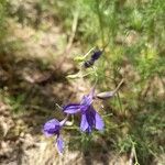 Delphinium consolidaBlüte