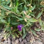 Salvia coahuilensis Flower