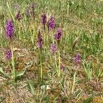 Anacamptis morioKvět