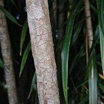 Podocarpus henkelii Bark