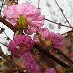 Prunus triloba Blüte