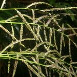 Paspalum plicatulum Fruit