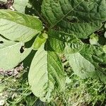 Phytolacca acinosa Leaf