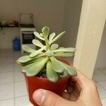 Aeonium castello-paivae Likasa