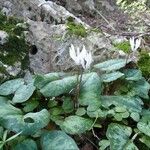 Cyclamen balearicum Leaf