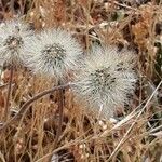 Crepis foetida Blüte