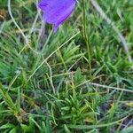 Campanula scheuchzeriÕis