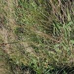 Juncus conglomeratusFlower