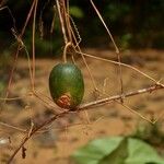 Melothria sphaerocarpa Fruit