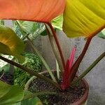 Philodendron fragrantissimum برگ