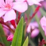 Nerium oleander ᱮᱴᱟᱜ