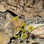 Cymopterus petraeus Blüte