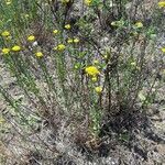 Achillea ageratum Hábito