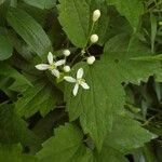 Clematis virginiana फूल