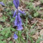 Hyacinthoides non-scriptaBlomma