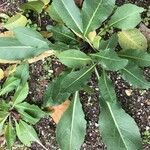 Isatis tinctoria Blad