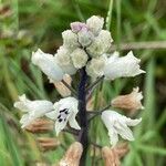 Bellevalia romana Flower