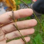 Carex sempervirens Blomma