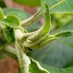 Solanum mauritianum Flor