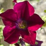 Petunia x atkinsiana Blomma