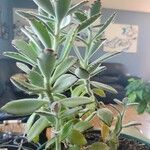 Kalanchoe tomentosa 葉