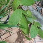 Spathodea campanulata 葉